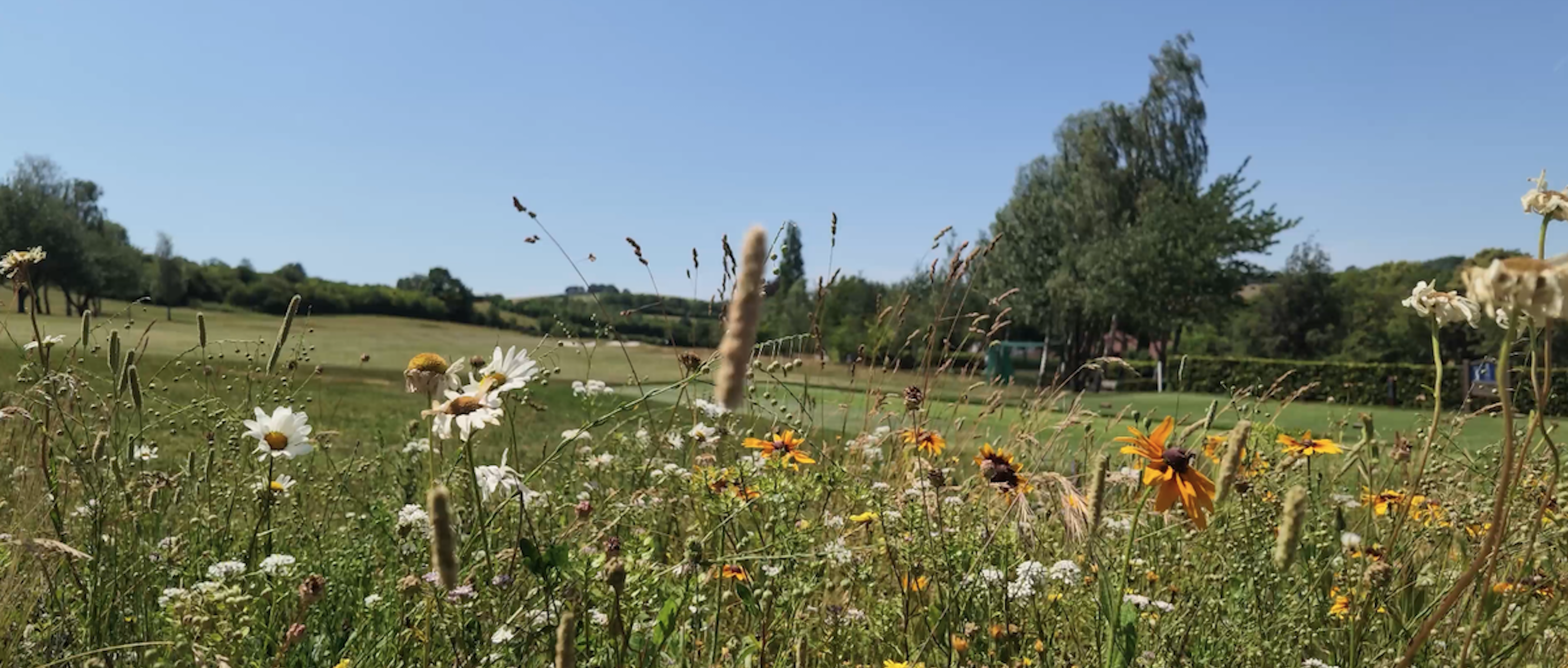 Goring & Streatley wildflower meadows for bees and butterflies