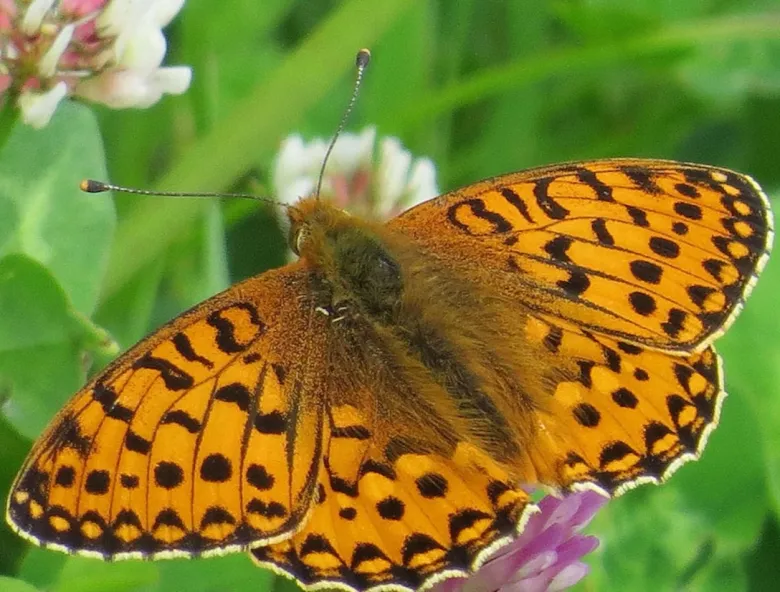 Butterfly