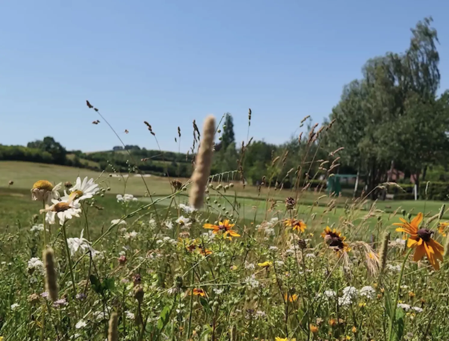 Goring & Streatley wildflower meadows for bees and butterflies