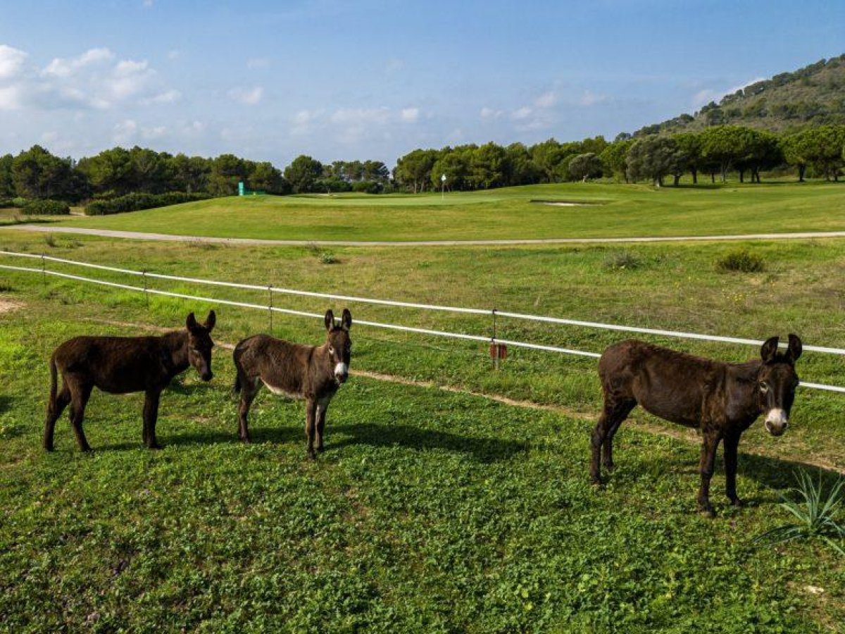 burros_pequeno-768x576.jpg