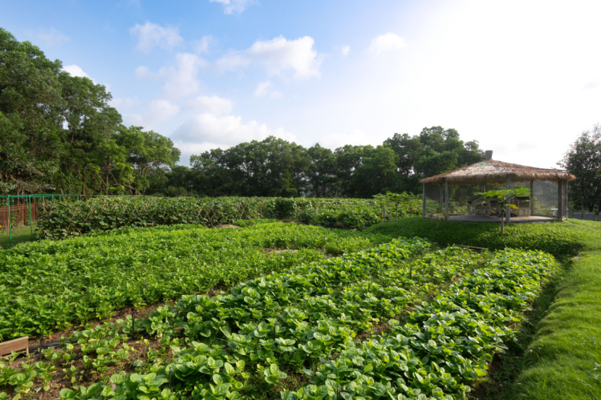 xili-golf-and-country-club_organic_farm.png