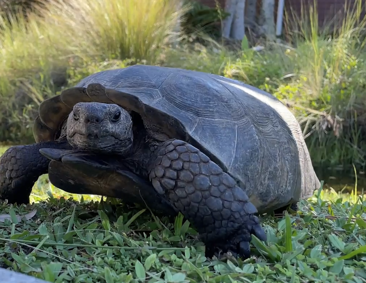 Gopher Tortoise