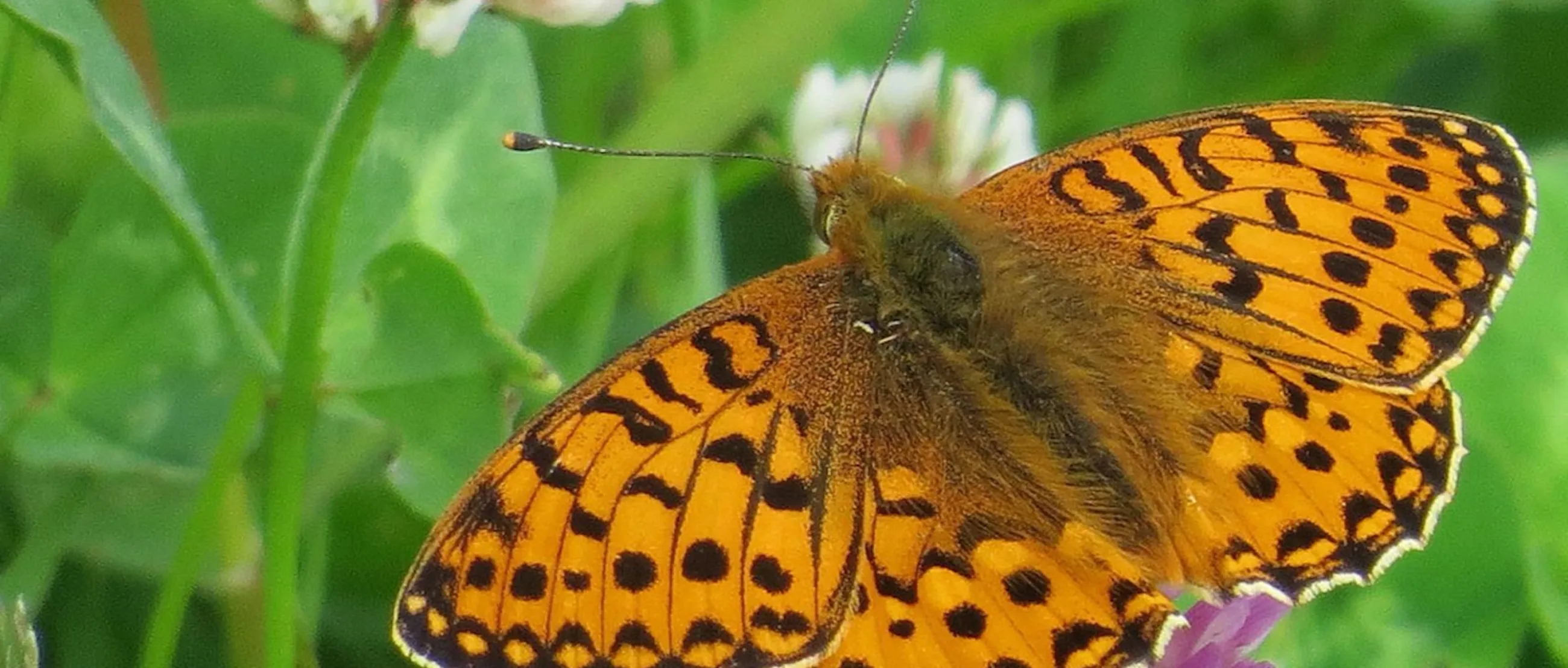 Butterfly