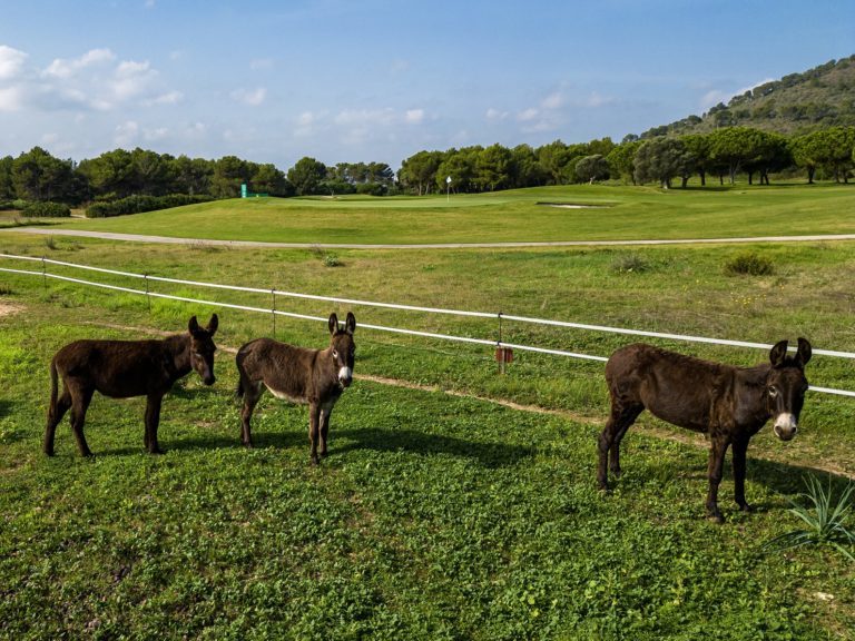 Donkeys at Club de Golf Alcanada
