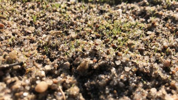 Auburn-University’s-drought-resistant-grass